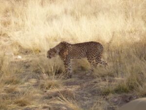 4x4 Rentals Namibia Cheetah walking in the desert